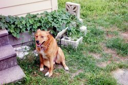 Ext. Stormy (dog) sitting