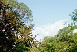 Trees, sky, clouds