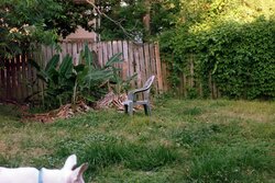 The back yard