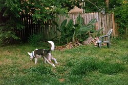 The back yard