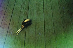 Dead bird (1)