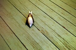 Dead bird (2)