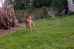Ext. Stormy in the yard