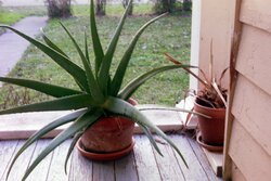Aloe vera plant