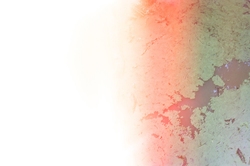 The surface of water covered with plants. Light leak on the left.