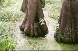 Cypress trunks in water