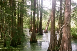 Cypress trees in water