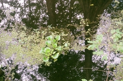 Water with plant growth