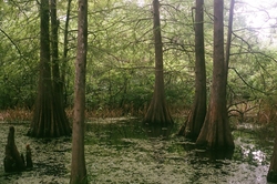 Cypress trees