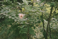 A mimosa flower