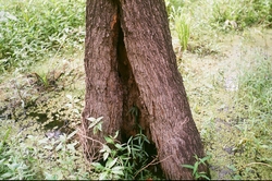 Cypress trunk