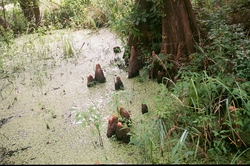 Cypress knees in water