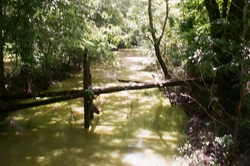 A log across a creek