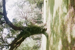 A tree surrounded by grass