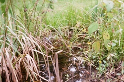 Grass, water