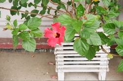 A pink flower