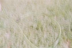 A garden hose (blurry)