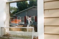 Stella (dog) looking out through the window at the camera
