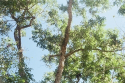 The tree canopy from below