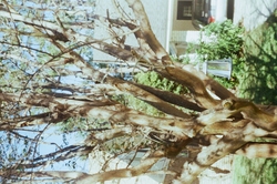 A crepe myrtle