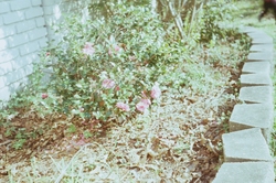 Garden (washed out)