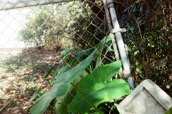 Elephant ears, fence