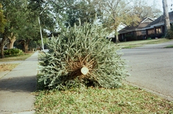 Christmas tree discarded on the curb