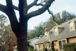 Tree, house