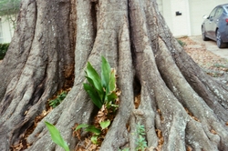 Plant growing out between roots
