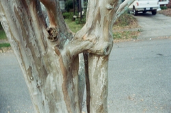 Crepe myrtle