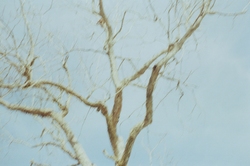 Bare tree branches