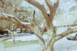 Crepe myrtle in snow