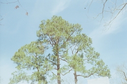 Three pines against the sky