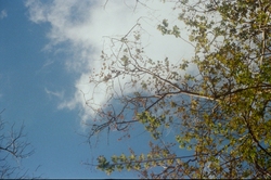 Tree, cloud