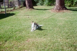 Stella in the back yard