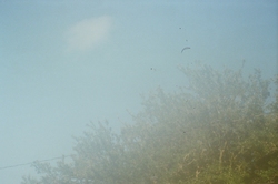 Tree, sky (hazy)