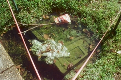 A puddle with trash