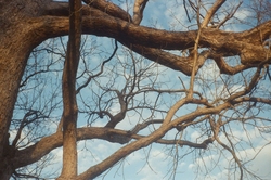 Tree, clouds
