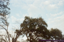 Trees, clouds