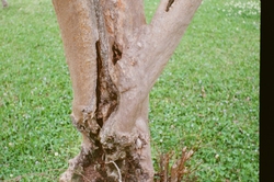 Crepe myrtle
