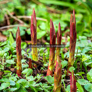 Ground shoot of one  Euphorbia griffithii Beautifully colored ground shoot emerges in a natural border. Focus stack of 15 photos.