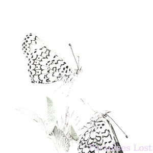 Two Glanville fritillaries (Melitaea cinxia) on a red clover. Today is Kaede Hondo's birthday, she voiced Kokoro Yotsuba in Kamisama Minarai: Himitsu no Cocotama.