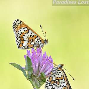 Two Glanville fritillaries (Melitaea cinxia) on a red clover. Today is Kaede Hondo's birthday, she voiced Kokoro Yotsuba in Kamisama Minarai: Himitsu no Cocotama.