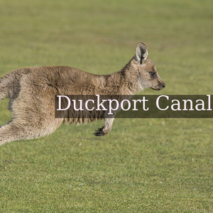 Forester kangaroo (Macropus giganteus tasmaniensis) juvenile, Upper Esk Valley, Dorset, Tasmania, Australia