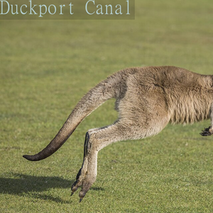 Forester kangaroo (Macropus giganteus tasmaniensis) juvenile, Upper Esk Valley, Dorset, Tasmania, Australia