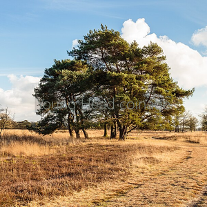 Delleboersterheide, nature reserve of the It Fryske Gea. Scots pine (Pinus sylvestris) on an overgrown heathland.