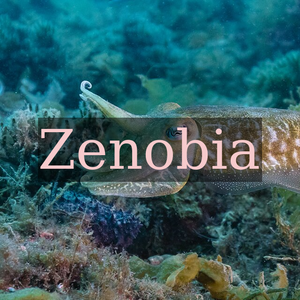 Common cuttlefish (Sepia officinalis), Arrábida National Park, Portugal. The common cuttlefish is one of the largest and best-known cuttlefish species. They are a migratory species that spend the summer and spring inshore for spawning and then move to depths of 100 to 200m during autumn and winter. They only have a lifespan of 1–2 years and have many predators including sharks, dolphins, seals, fish, and cephalopods which includes other cuttlefish. During the day, most cuttlefish can be found buried below the substrate and fairly inactive. At night however, they are actively searching for prey and can ambush them from under the substrate. Cuttlefish are carnivorous and eat a variety of organisms including crustaceans (crabs and shrimp), small fish, molluscs (clams and snails), and sometimes other cuttlefish.