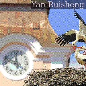 A pair of white storks mating in Nové Veselí, Czech Republic.