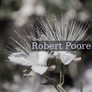Capparis spinosa in the Ichkeul National Park. Today is the first day of spring and Tunisia's Independence Day.