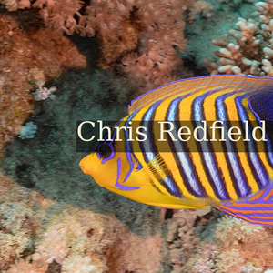 Royal angelfish (Pygoplites diacanthus), Ras Muhammad National Park, Red Sea, Egypt. The body of the royal angelfish is moderately elongate, is very compressed and can reach a length of up to 25 centimetres (9.8&nbsp;in) It's widely distributed throughout the Indo-Pacific and can be found in the Red Sea and Indian Ocean around East Africa and the Maldives, stretching to the Tuamoto Islands, New Caledonia, and Great Barrier Reef. The royal angelfish occurs at depths ranging from 0 to 80m (0 to 262 ft), in coral rich areas of lagoons, reefs, and are also often found in the vicinity of caves. It is a carnivorous species that feeds on sponges and tunicates located throughout reefs and underwater caves. They are a non-migratory species that can be found solitary, in pairs, or groups.